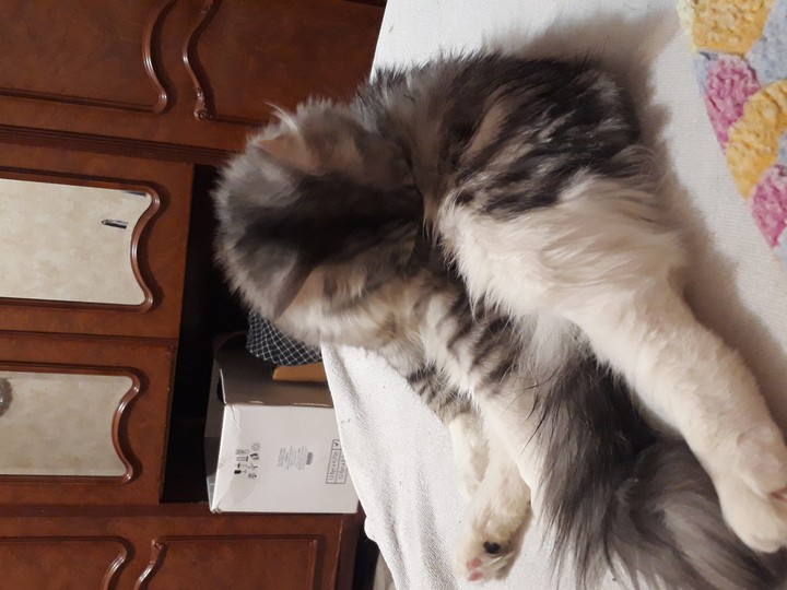 кошки