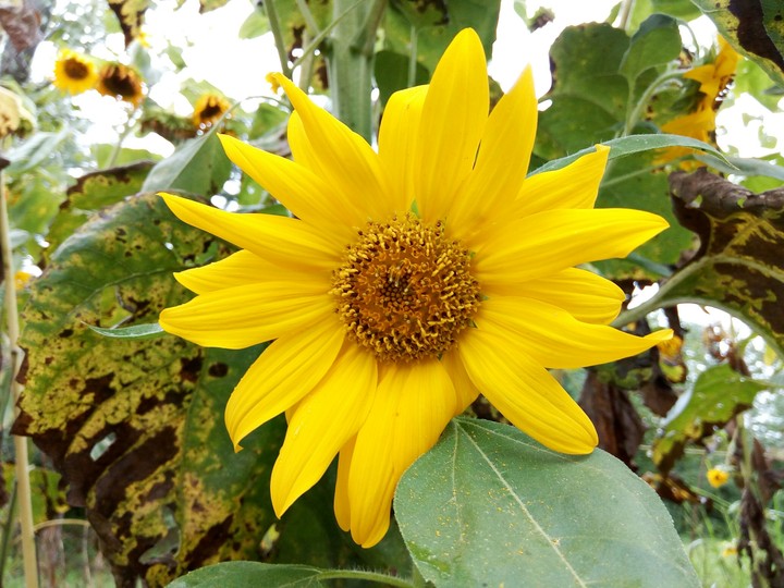 Glooming Sunflower