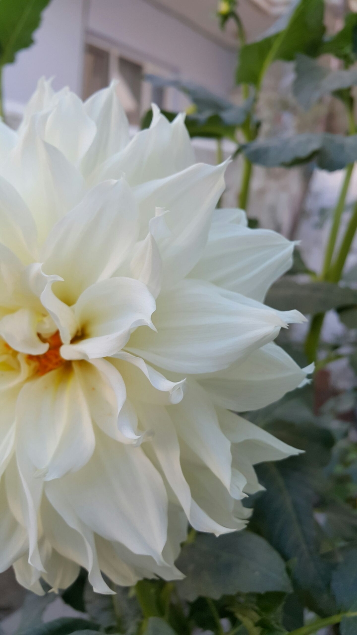 Flower..