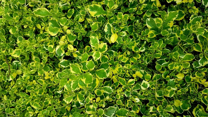Green Yellow Leafs