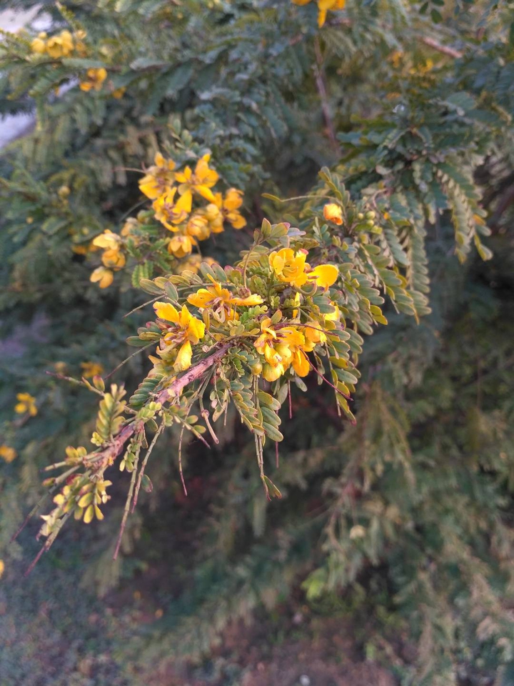 The Yellow