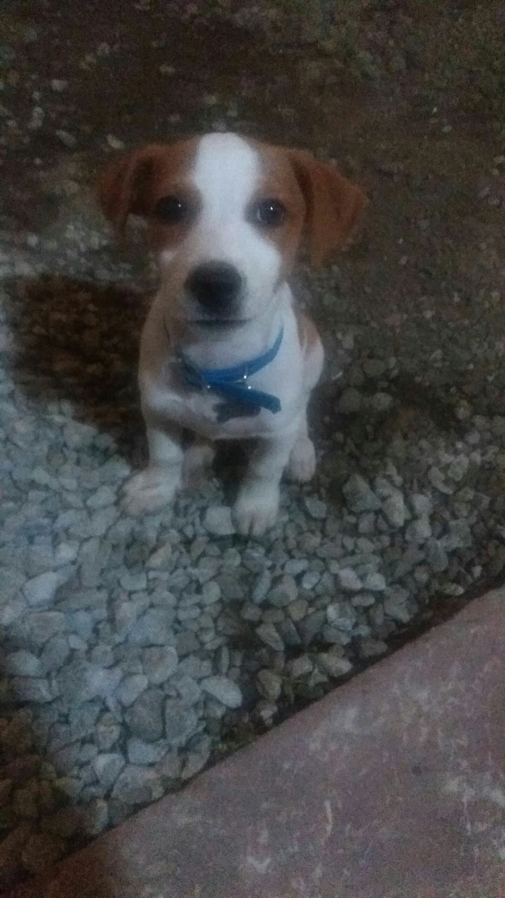 Dojo Jack Russel