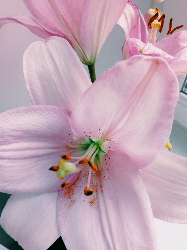lily