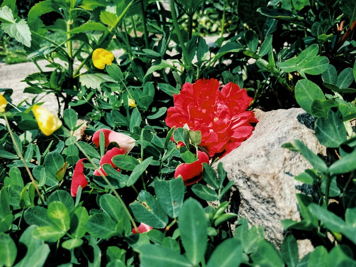 rose