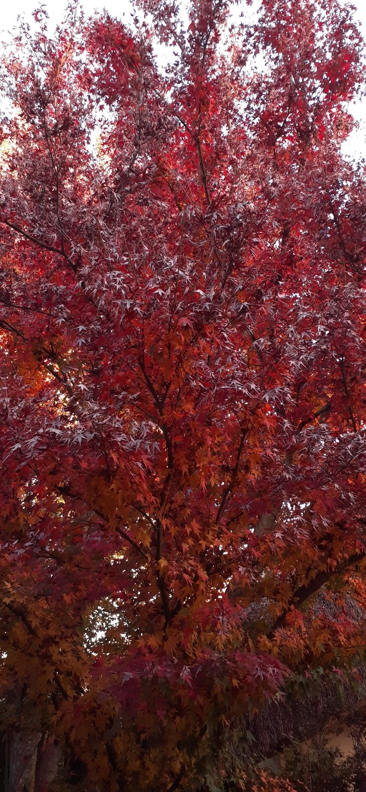 Autumn