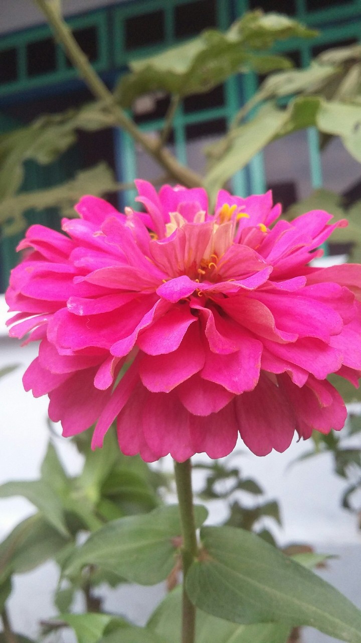 pink flower