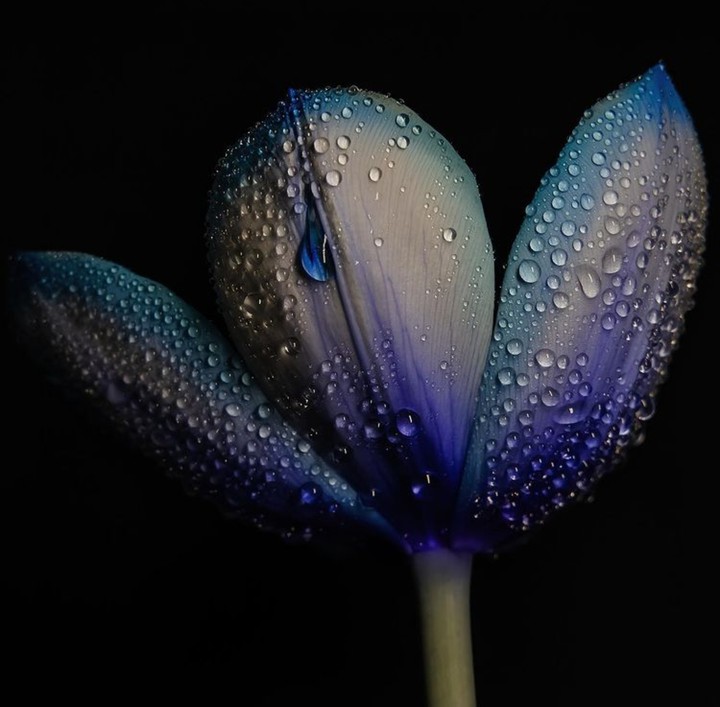 Tulip