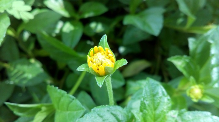 plant