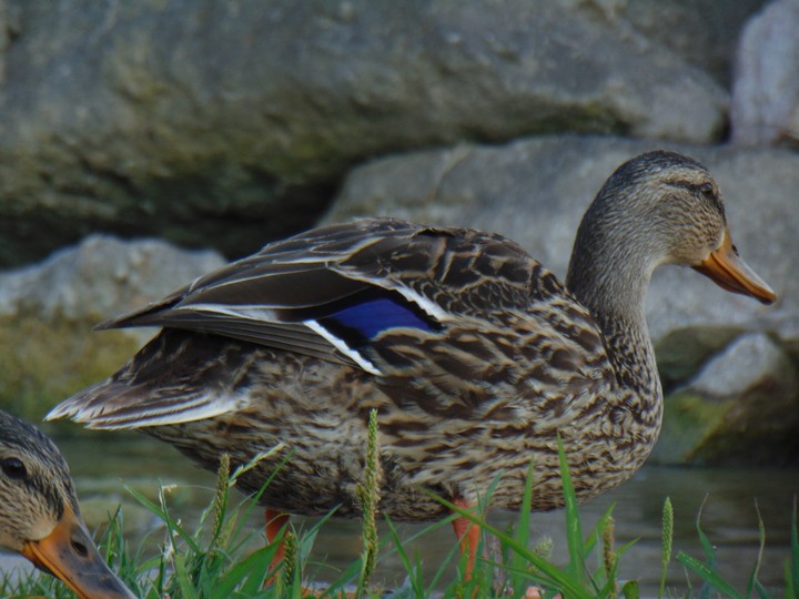 Duck