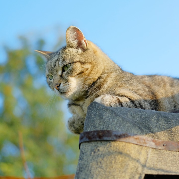 cat