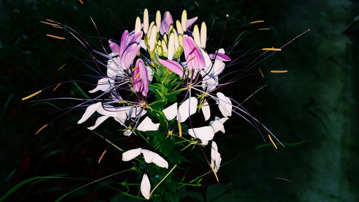 Wild Flower