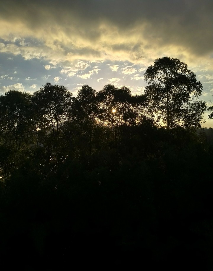 Sunset on trees.