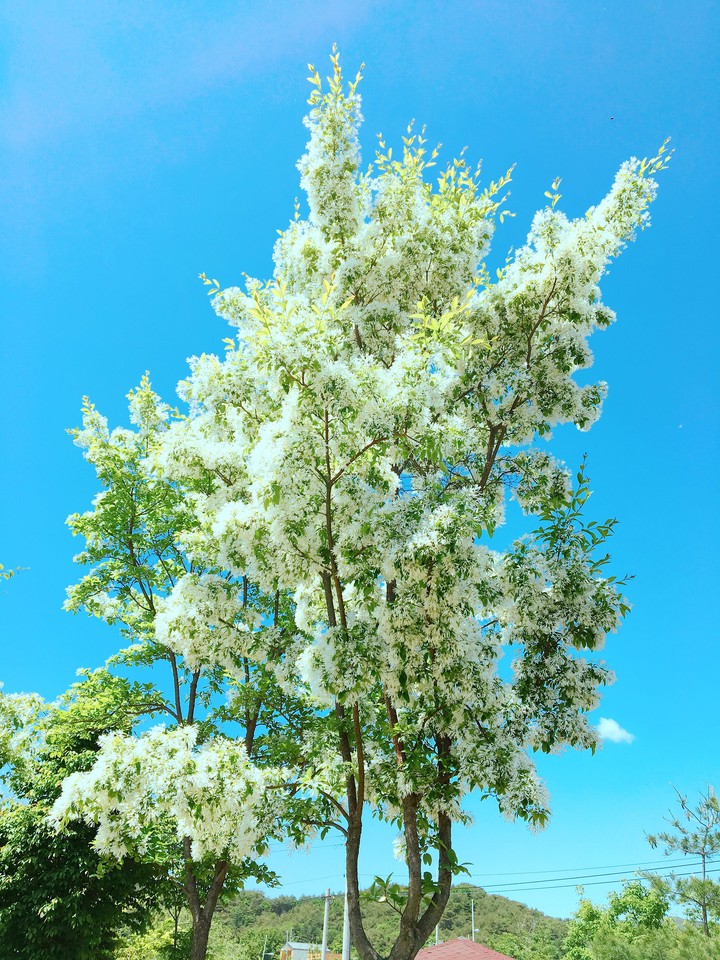 Heavy branch full of flowers