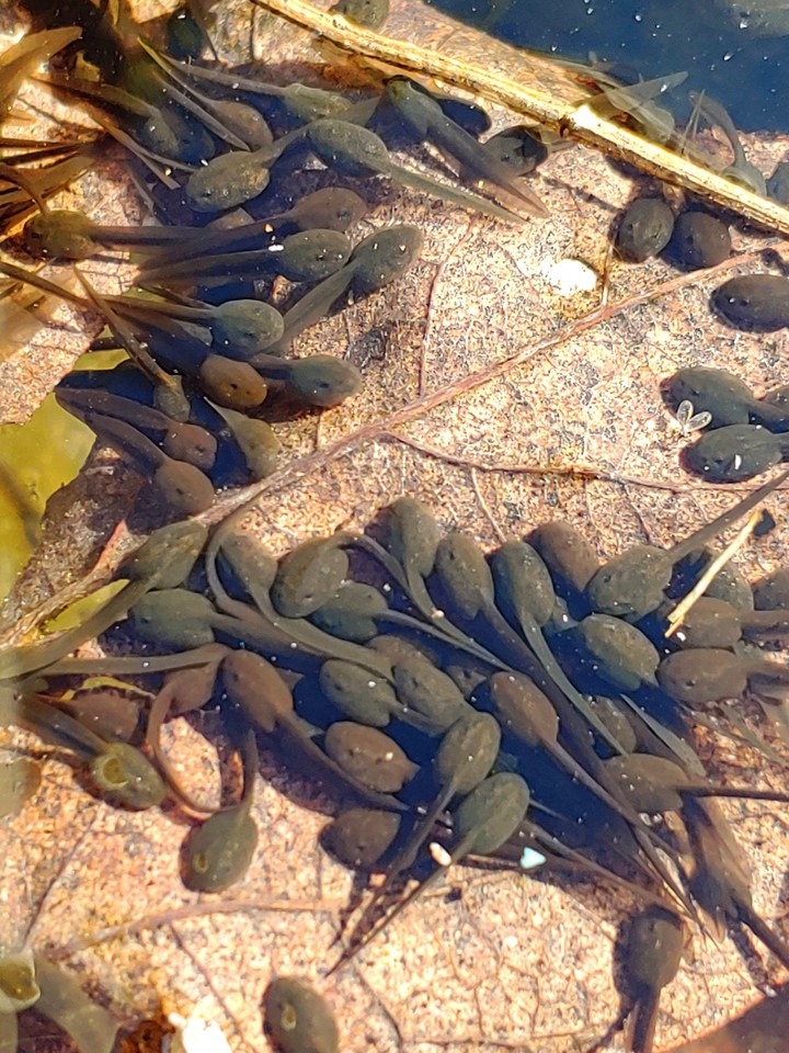 Sperm Tadpole