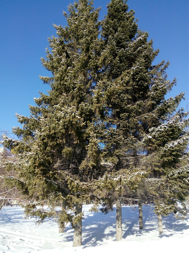 Winter
