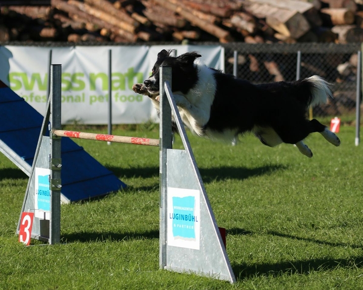 Border Collies Because There IS No Better Dog