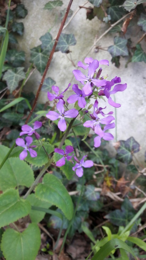 Fioletowy