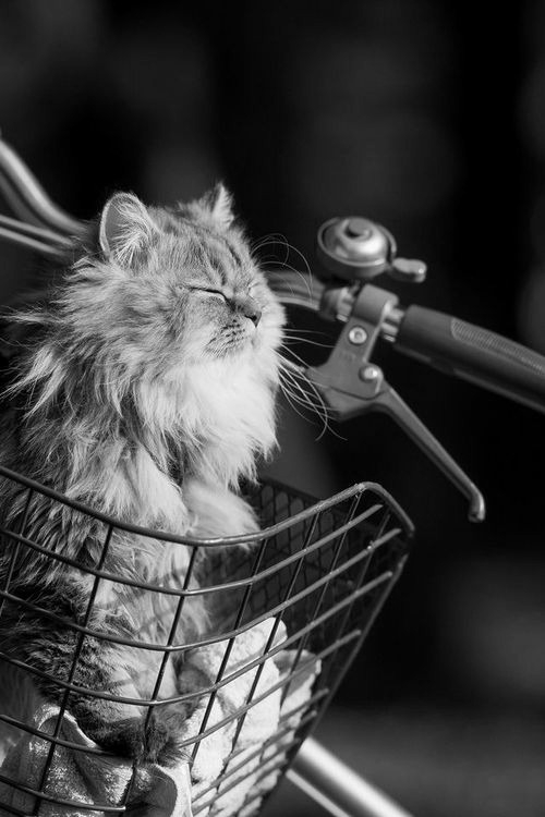 sunning cat