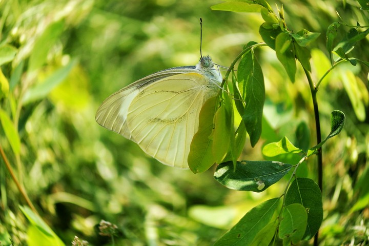 Little butterfly