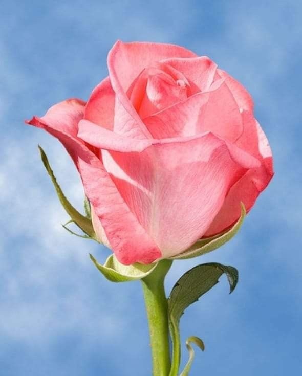 rosa