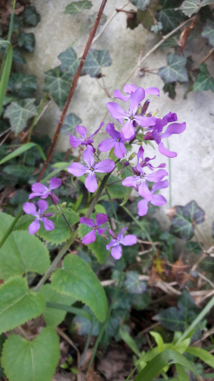 Fioletowy