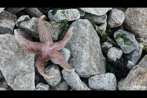 Estrella de mar
