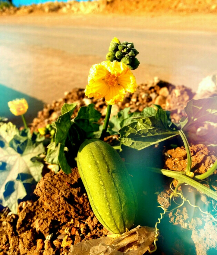 yellow flower