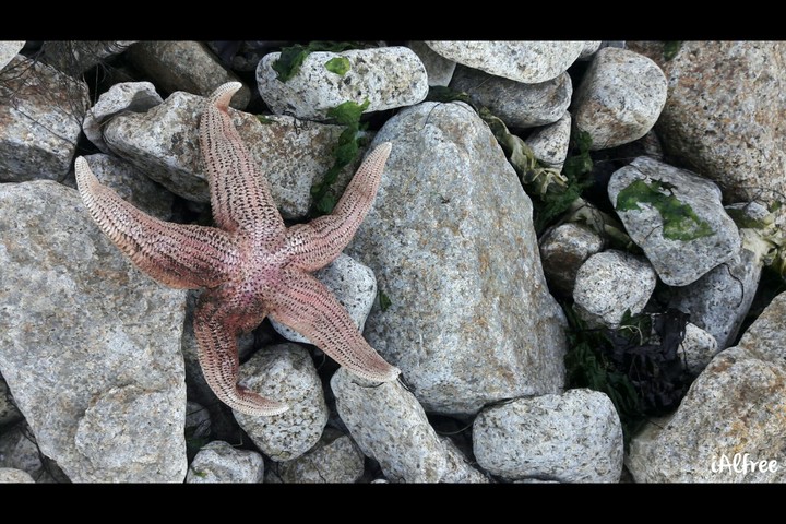 Estrella de mar