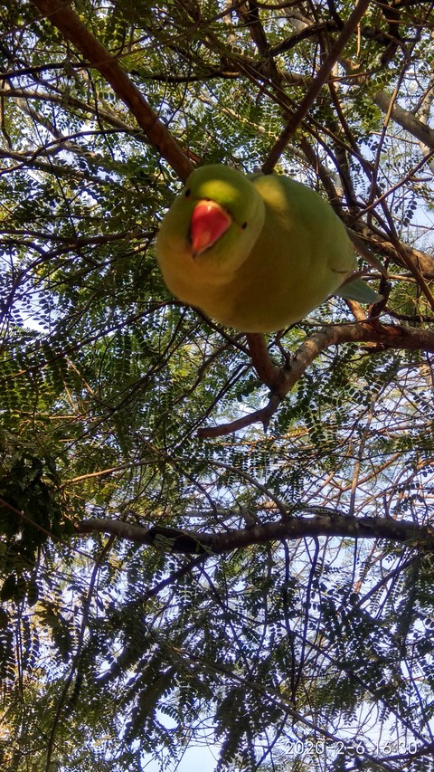 parrot