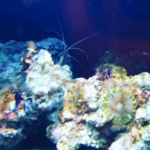 A Hawaiian Cleaner Shrimp