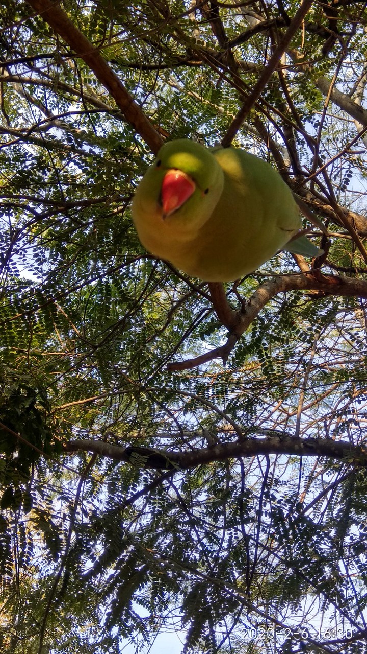 parrot