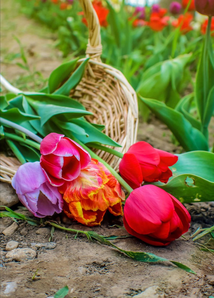 Tulips