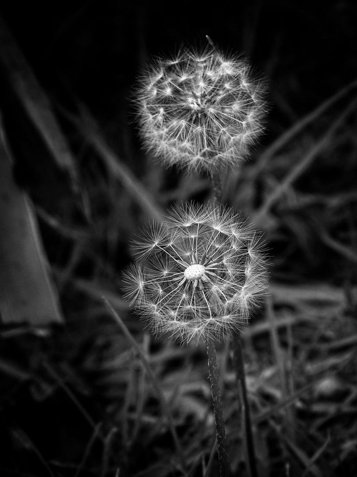 nature in monochrome