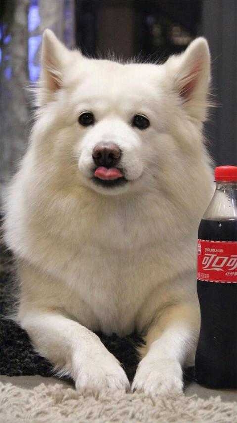 white dog