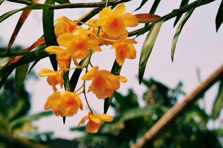 orchid ❤?