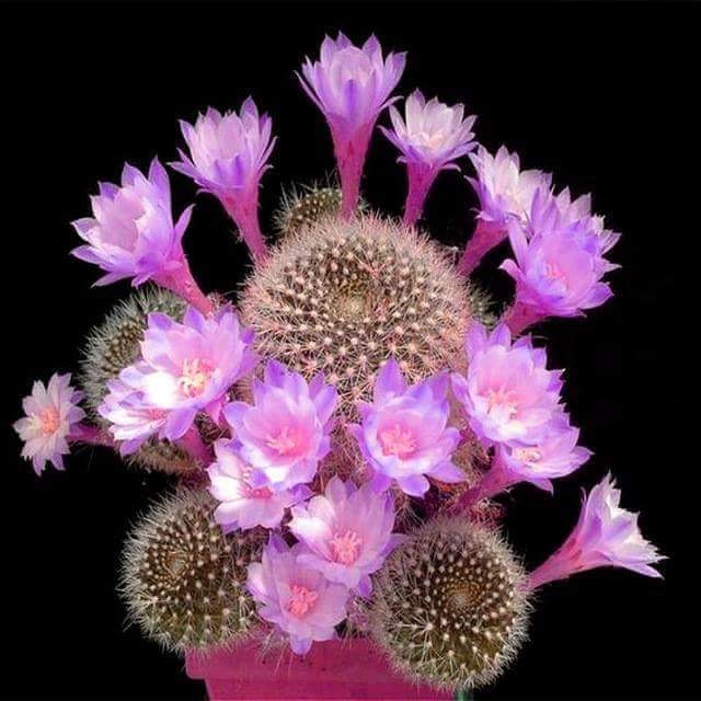 cactus flower