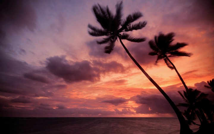 palm