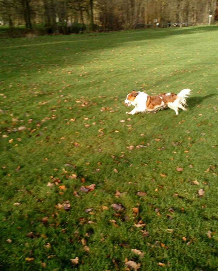 running dog