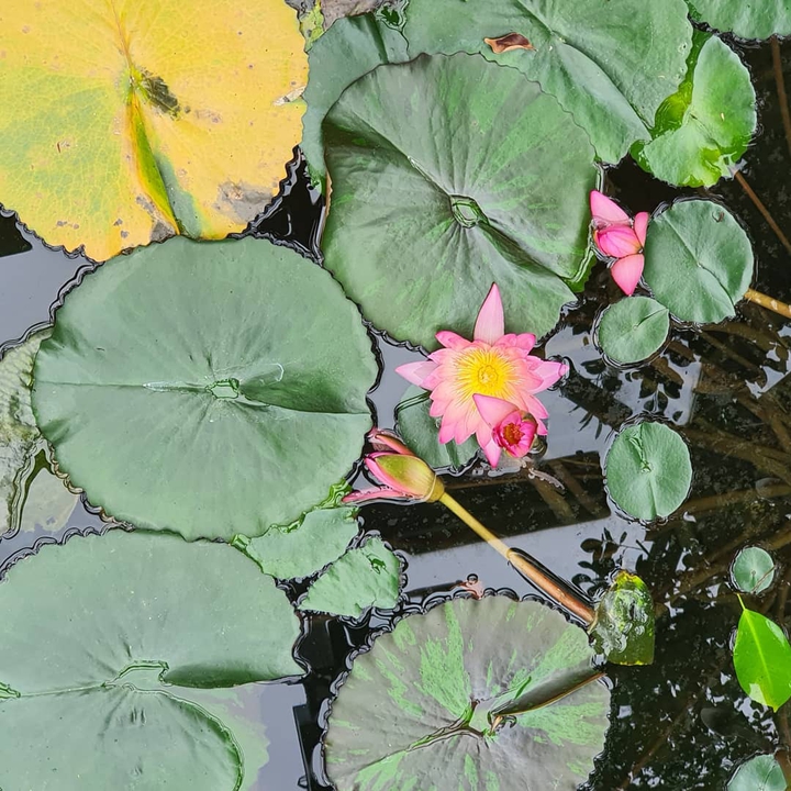 Lotus