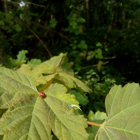 vegetation, leaf háttérképek