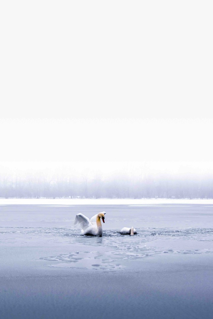 Swans and lakes