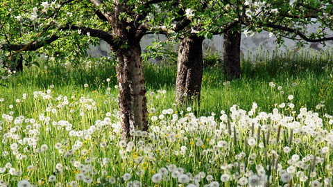 dandelions
