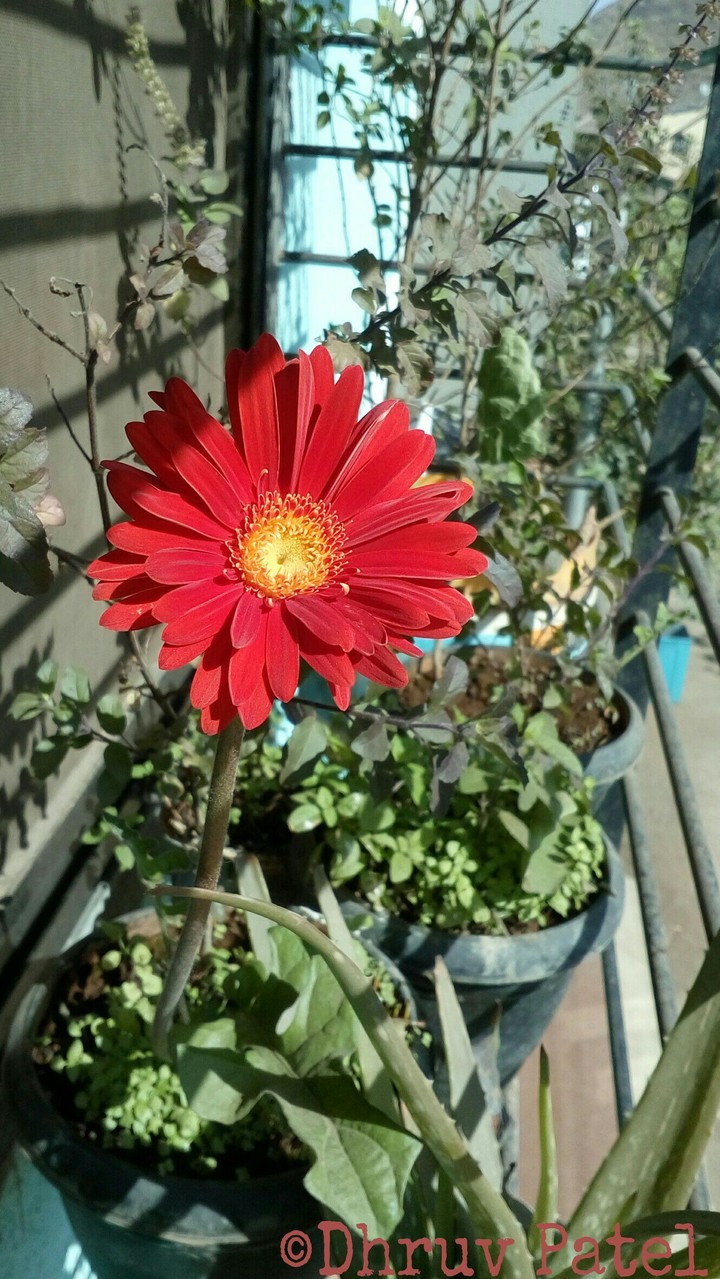 The flower with red colour