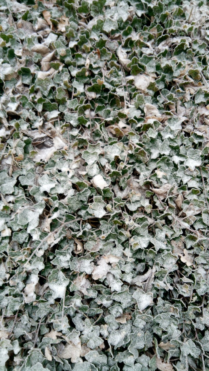 frozen leaves