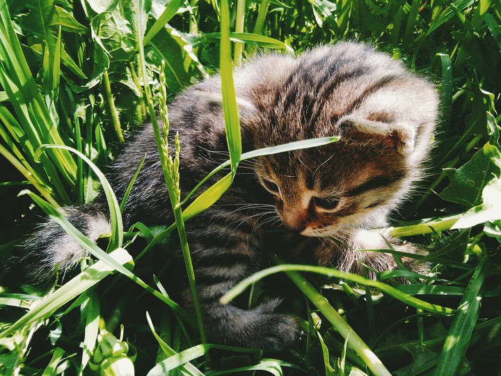 Kitty