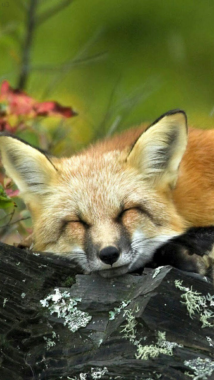 what does the fox say