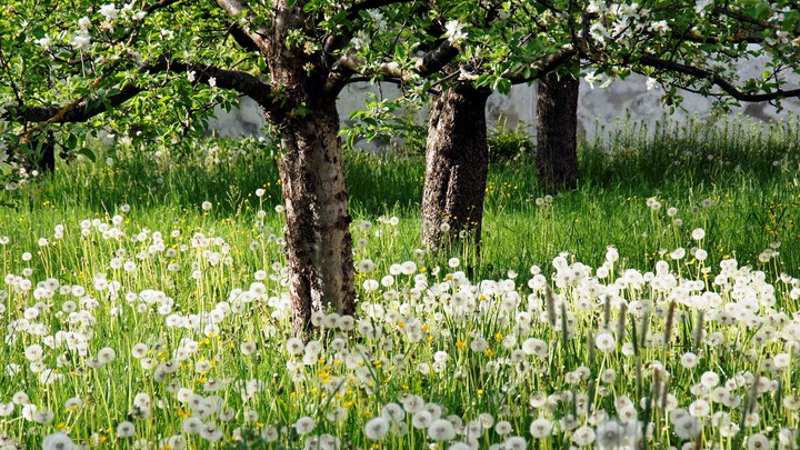 dandelions