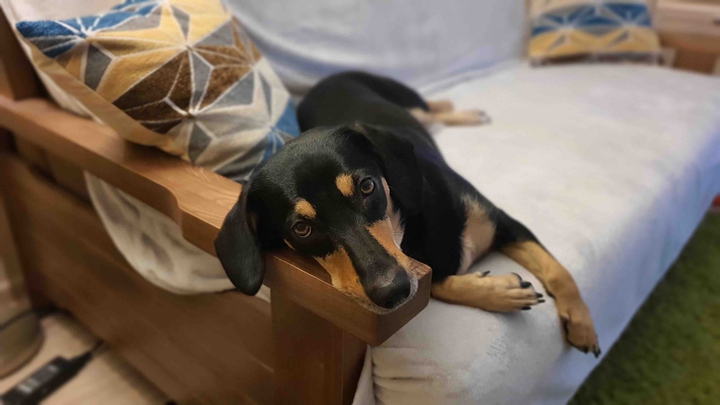 dog