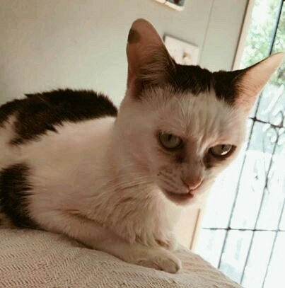 Измученный жизнью кот