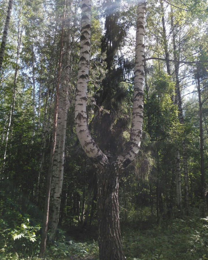 лес